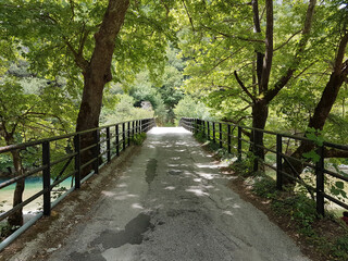 tunnel of trees in Aristi village river Voidomatis greece in summer