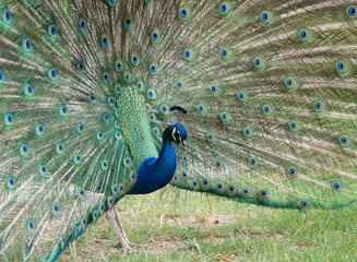 peacock in garden