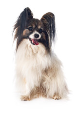 papillon dog in studio