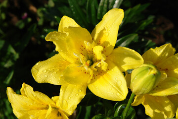A close up of yellow double lily of the 'Fata Morgana' variety (Asiatic hybrid lily) with shining water drops on the petals in a bright sunlight