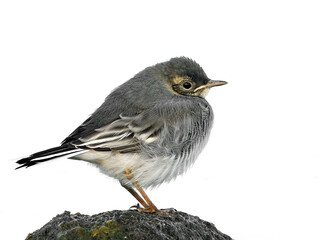 White wagtail (Motacilla alba) in its natural enviroment in Denmark