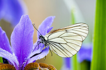 White butterfly on the blooming purple iris flower. Selective focus. Shallow depth of field.