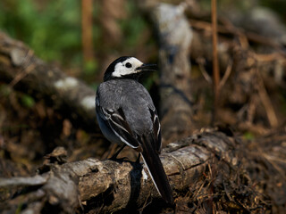 White wagtail (Motacilla alba) in its natural enviroment in Denmark