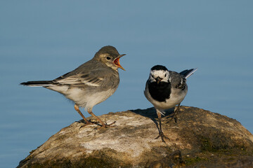 White wagtail (Motacilla alba) in its natural enviroment in Denmark