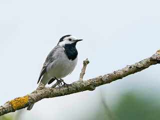 White wagtail (Motacilla alba) in its natural enviroment in Denmark