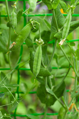 green peas growing