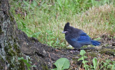 Obraz premium Juvenile Steller's Jay standing on the ground. Green grass in background.