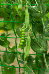 green peas growing