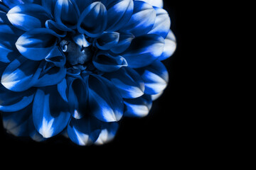 Flower bud on a background.