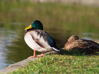 Fototapeta premium Mallard wild duck (Anas platyrhynchos) standing on the grass, male wild duck outside the water.