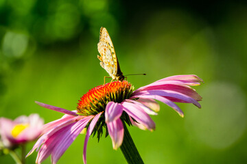 Echinacea flower blooming in the garden. Selective focus. Shallow depth of field.