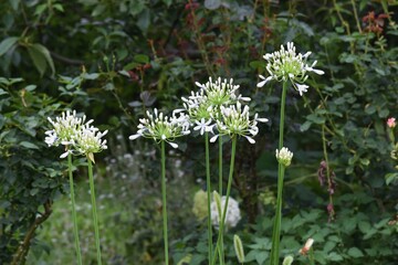 Agapanthus is an Amaryllidaceae bulbous plant , and bloom in  summer.
