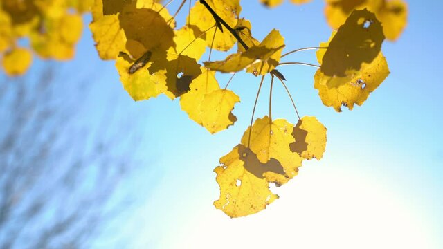 Sunny autumn aspen leaves over blue sky