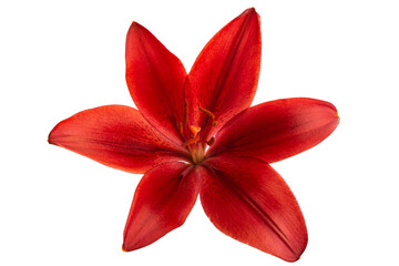 lily flower isolated