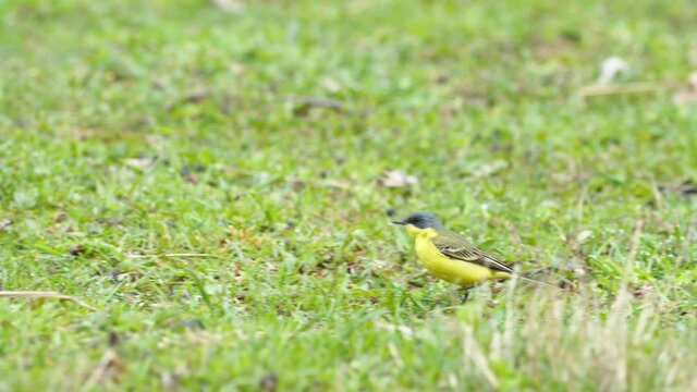 Yellow wagtails between sheep in pasture meadow grass