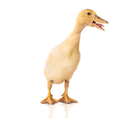 Duckling on a white background