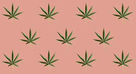 Fototapeta na wymiar Pattern of green cannabis leaves on a pink background. CBD pattern