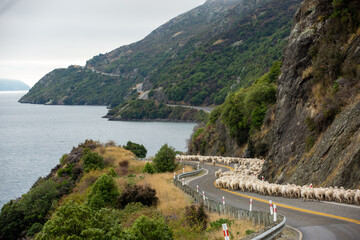 Naklejka premium Flock of sheep being herded down a rural, highway road to Queenstown on New Zealand's South Island .