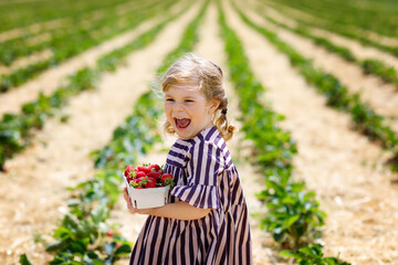 Happy little toddler girl picking and eating strawberries on organic berry farm in summer, on warm sunny day. Child having fun with helping. Kid on strawberry plantation field, ripe red berries.