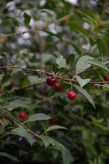 cherry on a cherry tree in the garden