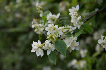 blooming jasmine in the garden in the evening light