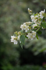 blooming jasmine in the garden in the evening light
