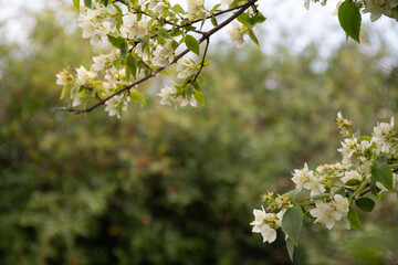 blooming jasmine in the garden in the evening light