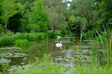 Fototapeta na wymiar 2羽の白鳥と池