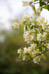 blooming jasmine in the garden in the evening light