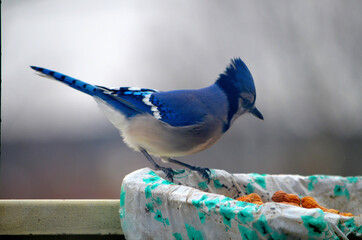 Blue Jay