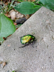 Cetonia aurata, called the rose chafer or the green rose chafer.