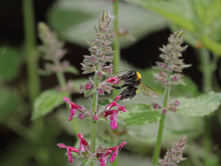 Hummel auf Taubnessel