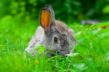 Big gray rabbit sits on the grass in the summer