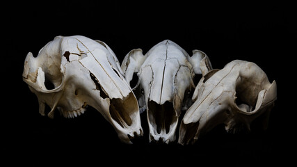 Three skulls