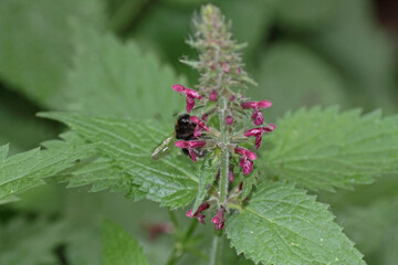 Hummel auf Taubnessel