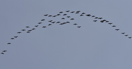 Flock of Canada Geese flying in formation. Birds at a distance, from below. 