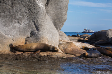Giant sea lions lounge on rocks with a tour boat in the background in the Sea of Cortez in Loreto, Mexico
