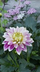 Dahliah against Yarrow #2