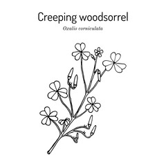 Creeping woodsorrel, Oxalis corniculata , medicinal plant