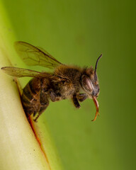 Abeja atrapada en los pliegues de una hoja