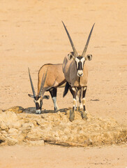 A Gemsbok Pair at a Kalahari Waterhole