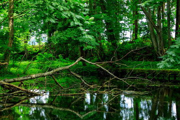 爽やかな森林　遊歩道