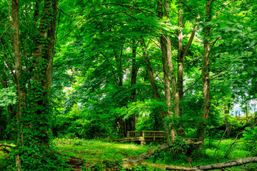 爽やかな森林　遊歩道