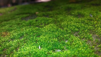 green tiny grass 