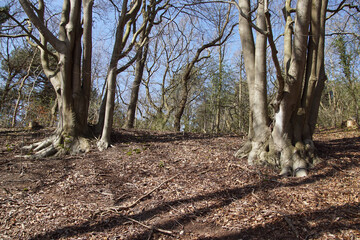 Bare, large trees on the slope of the dunes in early spring in North Holland near the Dutch village of Bergen. Netherlands, March 23, 2020.  