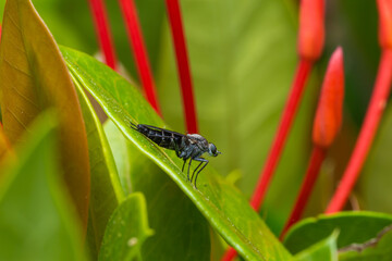 Mosquito posado sobre una hoja con flores rojas de fondo