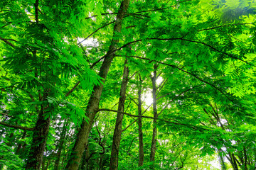 Fototapeta premium 爽やかな森林 遊歩道