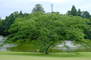 白鳥がいる風景