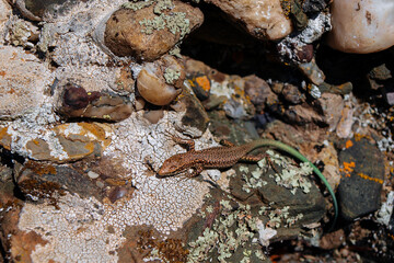 A brown lizard with a green tail sits on a warm stone in the sun