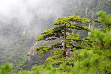 Pine trees in the rising fog,  the Haungshan National Park, China
